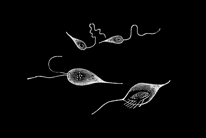 트리코모나스증에서 항원충제를 임의로 시작하거나 중단하면 재감염과 치료 실패 위험이 있음을 설명하는 이미지